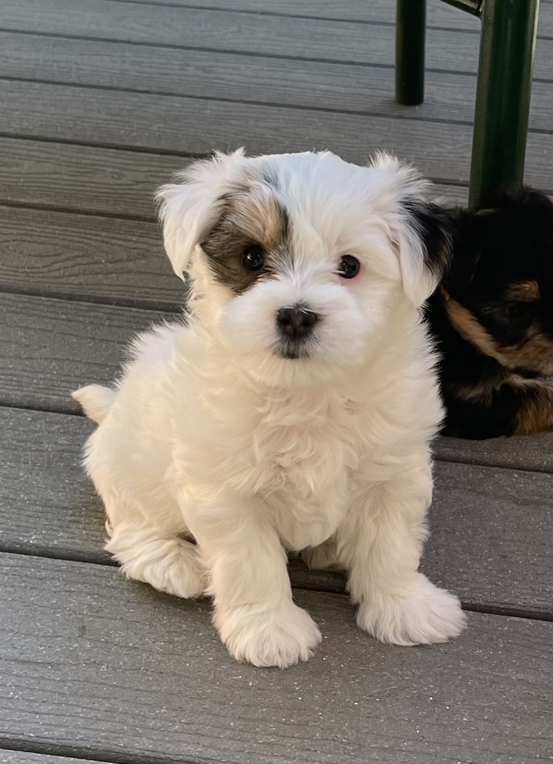 White Morkie puppy outdoors on a sunny day