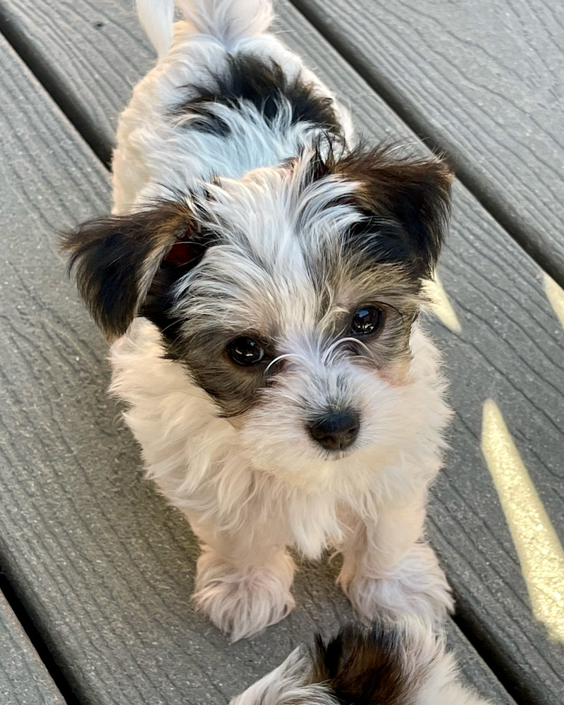 White and black Morkie puppy on the deck - Ukiah CA