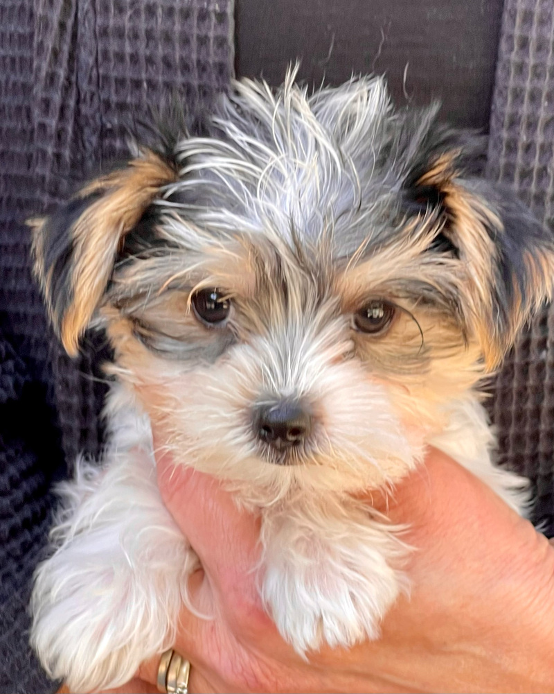 Morkie puppy face close-up portrait - Mendocino County breeder