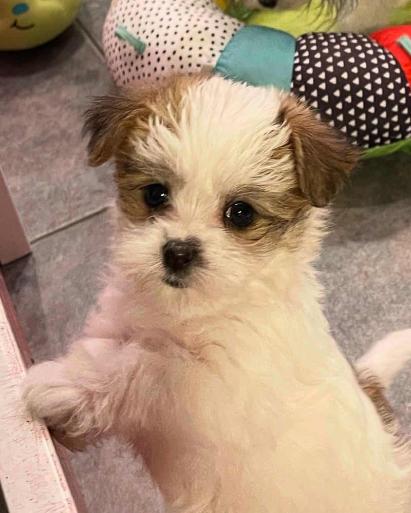 White Maltese-mix puppy with adorable expression