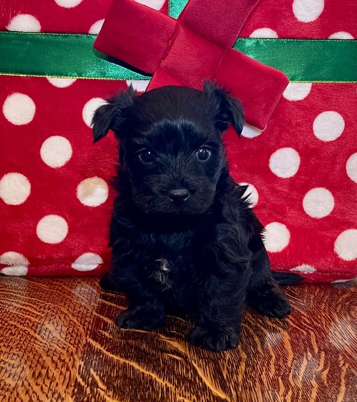 Black Morkie puppy with Christmas decorations