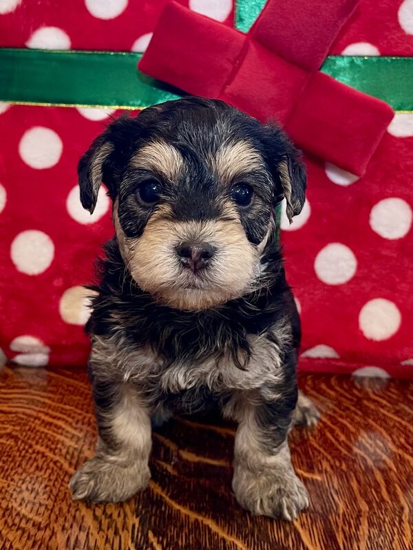 Adorable Morkie puppy for sale in Ukiah, CA - Hometown Puppy