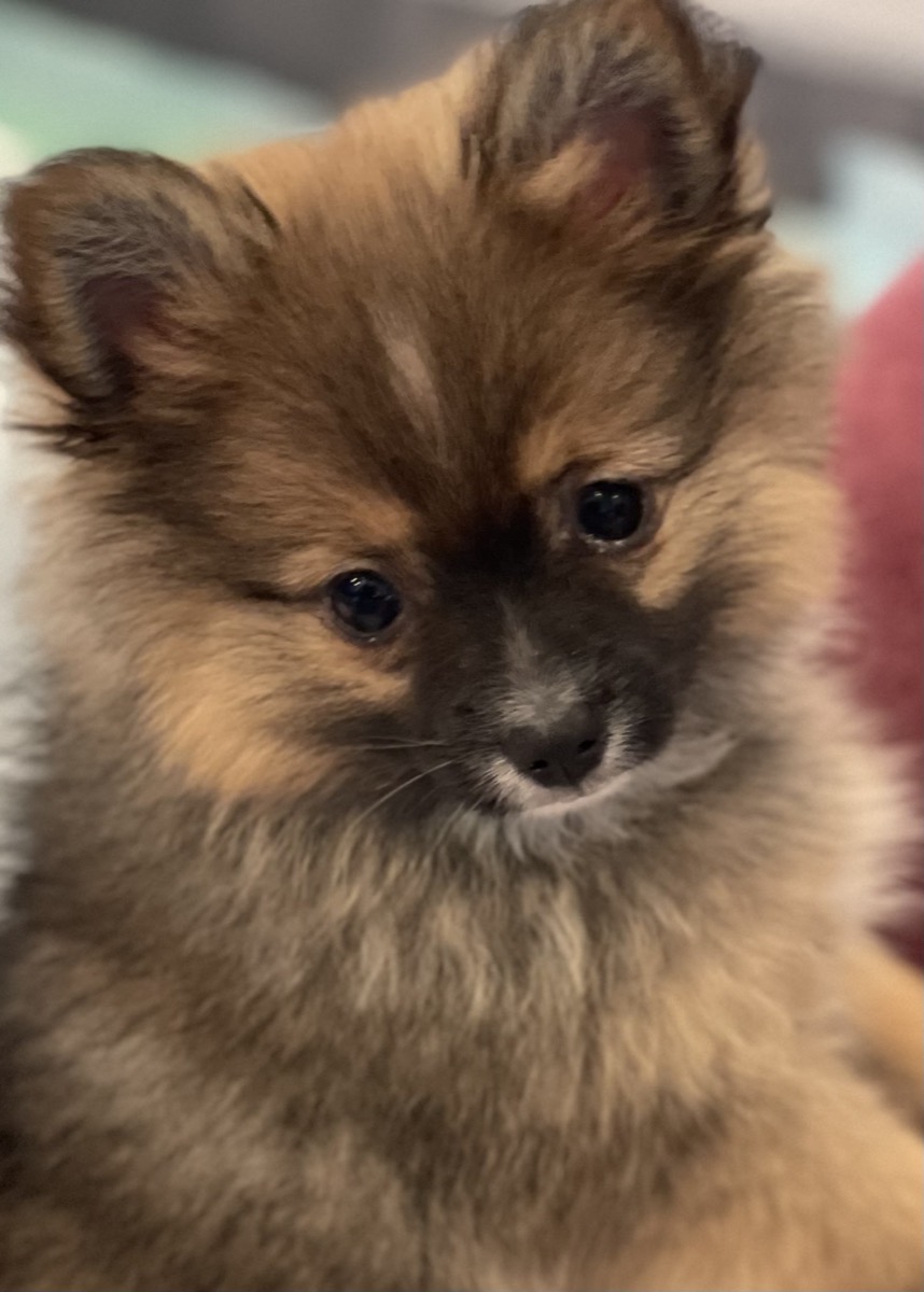 Adorable Pomeranian puppy with fluffy coat - one of our available breeds