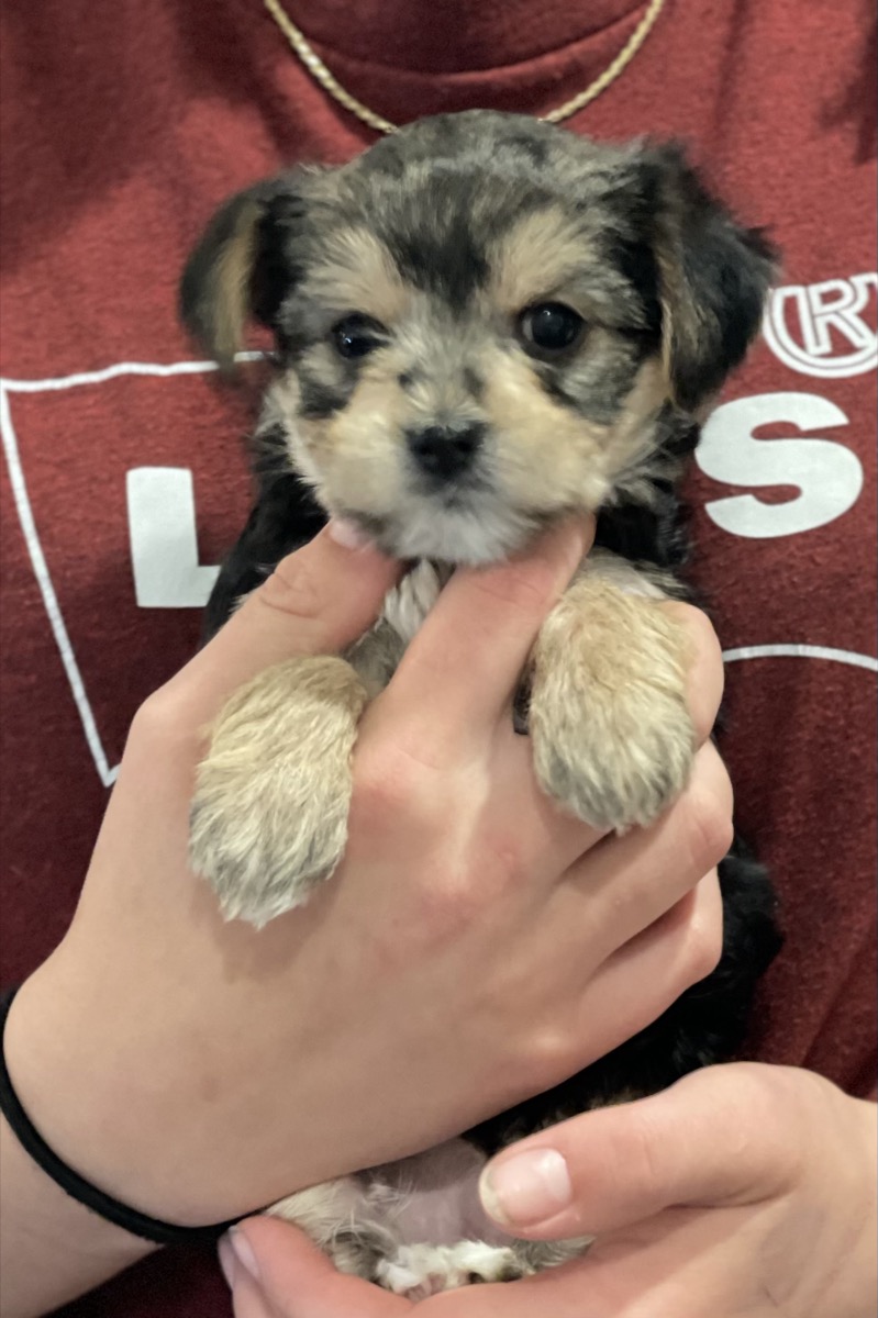 Morkie puppy being held up showing adorable face