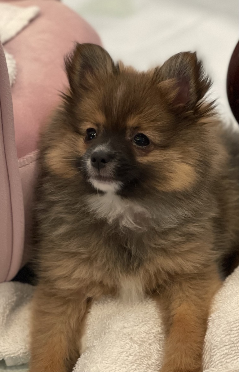 Pomeranian puppy resting on a soft blanket