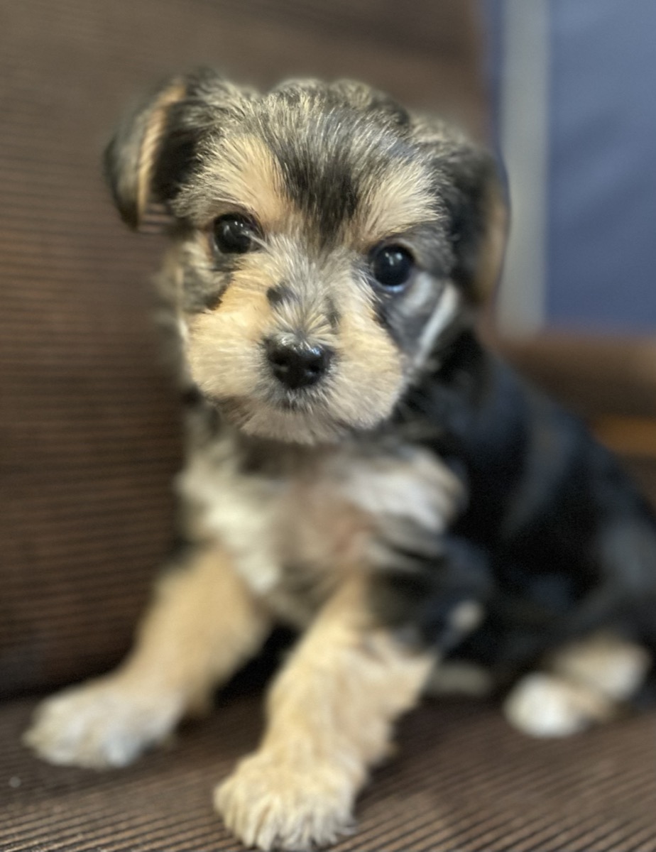 Morkie puppy sitting with beautiful bokeh background